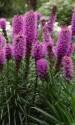 Лиатрис Горящая звезда колосковый Акв