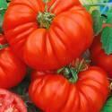 Помидоры Брутус СиО