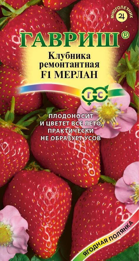 Земляника Мерлан F1 пробирка Гав