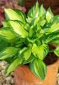 Хоста Колоред Халк 1 шт