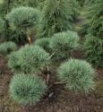 Сосна Pinus sylvestris Watereri C1,5 
