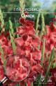 Гладиолус Омск 10/12 5 шт