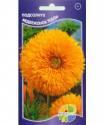 Подсолнух декоративный Медвежонок Тедди Акв