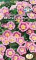 Конвольвулюс Венский вальс Сед