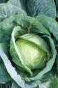 Капуста белокочанная Мишутка F1 СиО