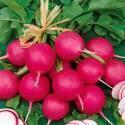 Редис Малиновый шар F1 СиО