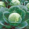 Капуста белокочанная Диана F1 СиО