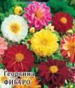 Георгина Фигаро смесь Гав
