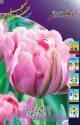 Тюльпан Бритт 11/12 100 шт