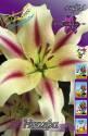 Лилия Нимфа 12/14 5 шт ОТ