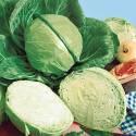 Капуста белокочанная Зенон F13623 СиО