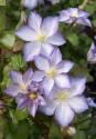 Клематис Лаки Шарм 1 шт 