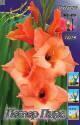 Гладиолус Петер Пирс 8 шт 