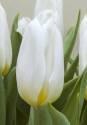 Тюльпан Дельта Уайт 10 шт