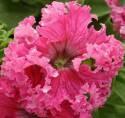 Петуния Фриллитуния F1 розовая ЦС