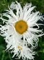 Ромашка Крейзи Дейзи ССО
