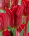 Тюльпан Стронг Файр   10 шт