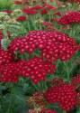 Тысячелистник Красный ССО