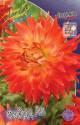 Георгина Файрд Ап 1 шт кактусовые 