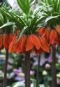 Фритиллярия Fritillaria Rubra Maxima 20/22 50 шт