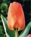 Тюльпан Darwiorange дарв. 11/12 100 шт