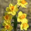 Нарцисс Grand Soleil dor тацет 13/15 50 шт