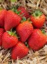 Земляника Садовая Алтесс 5 шт 