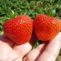 Земляника садовая Портола 5 шт