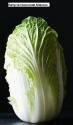 Капуста пекинская Маноко ССО