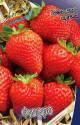 Земляника садовая Фигаро 100 шт 