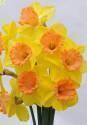 Нарцисс Колор Ран 7 шт