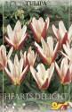Тюльпан Хартс Делайт кауфмана 10 шт 11/12