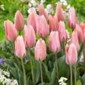 Тюльпан Поко Локо простые ранние 8 шт 11/12