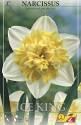 Нарцисс Айс Кинг махровый  60 шт 14/16
