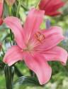 Лилия Индиан Саммерсет 25 шт