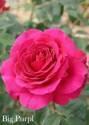 Роза Биг Пёпл 1 шт чайно-гибридная