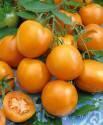 Помидоры Форте Оранж F1 СиО