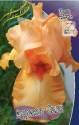 Ирис Априкот Силк 1 шт