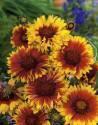 Гайлардия Факелшайн 2 шт