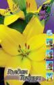 Лилия Голден Тикуун 7 шт