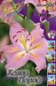 Лилия Колор Парад 7 шт