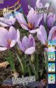 Крокус Шафран посевнои 8/9 100 шт 