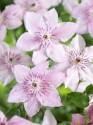 Клематис Пинк Фентези 2 шт