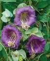 Кобея Фиолетовая СиО