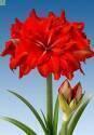 Амариллис Дабл Циркус 1 шт
