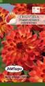 Георгина Радуга цветов оранжевая Аэл