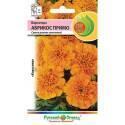 Бархатцы Абрикос Примо НК