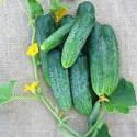 Огурцы Майя СиО