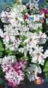 Петуния Венский вальс розово белая Сед