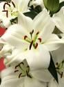 Лилия Замбези 7 шт